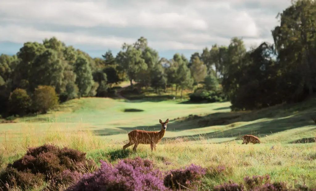 Boat of Garten Golf Club